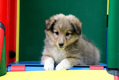 T�chtige Tynna vom Affinger Bach, 7 Wochen alt