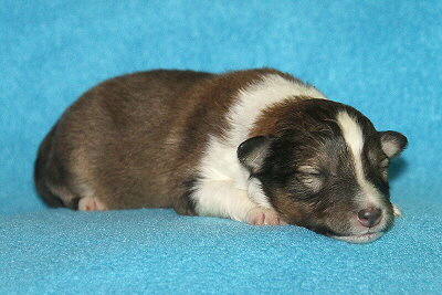 Tollk�hner Thor vom Affinger Bach, 1 Woche alt