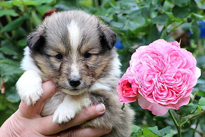 Tollk�hner Thor vom Affinger Bach, 4 Wochen alt