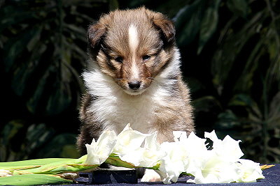 Tollk�hner Thor vom Affinger Bach, 5 Wochen alt