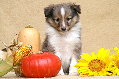 Tollk�hner Thor vom Affinger Bach, 6 Wochen alt