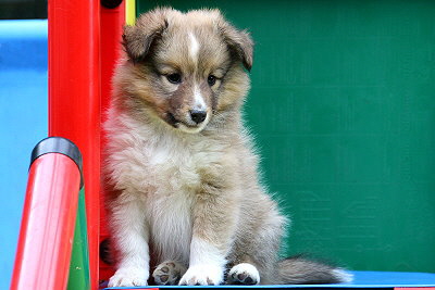 Trendiger Tjark vom Affinger Bach, 7 Wochen alt