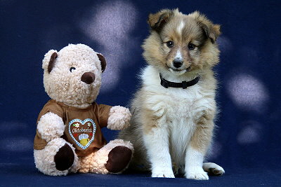 Trendiger Tjark vom Affinger Bach, 8 Wochen alt