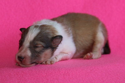 U3-1 vom Affinger Bach, 1 Woche alt