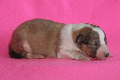 U3-1 vom Affinger Bach, 1 Woche alt