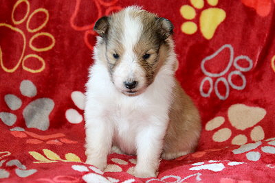 Uphelia vom Affinger Bach, 3 Wochen alt