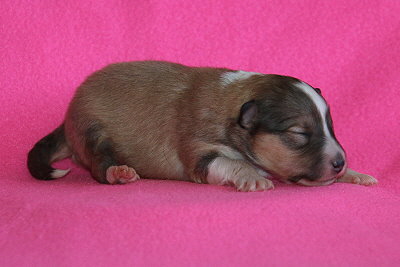 U3-2 vom Affinger Bach, 1 Woche alt