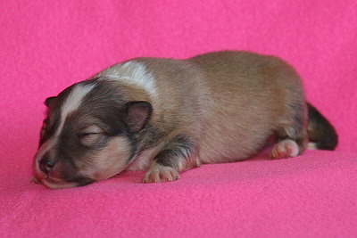 U3-2 vom Affinger Bach, 1 Woche alt