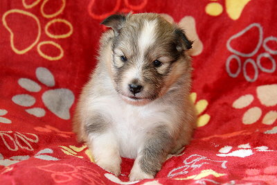 Ulivia vom Affinger Bach, 3 Wochen alt