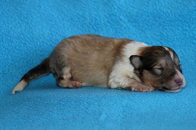 U3-3 vom Affinger Bach, 1 Woche alt