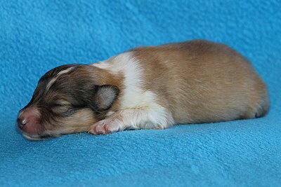 U3-3 vom Affinger Bach, 1 Woche alt