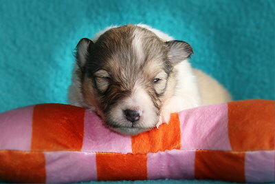 U3-3 vom Affinger Bach, 2 Wochen alt