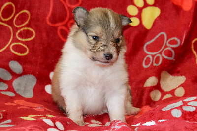 Udonis vom Affinger Bach, 3 Wochen alt