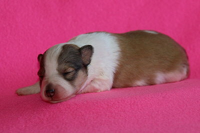 U3-4 vom Affinger Bach, 1 Woche alt