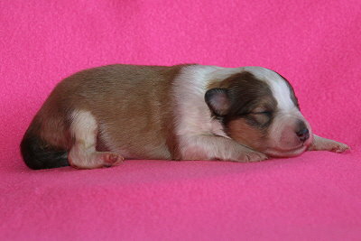 U3-4 vom Affinger Bach, 1 Woche alt