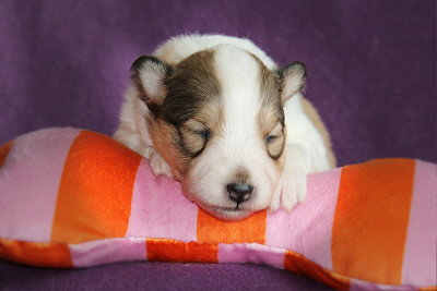 U3-4 vom Affinger Bach, 2 Wochen alt