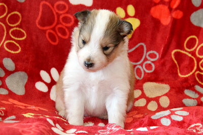 Udele vom Affinger Bach, 3 Wochen alt