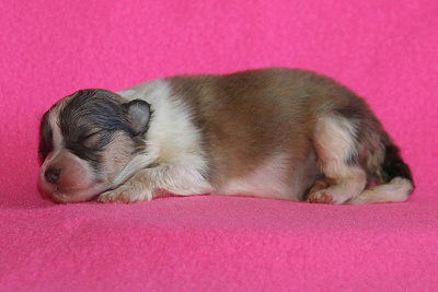 U3-5 vom Affinger Bach, 1 Woche alt