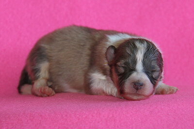 U3-5 vom Affinger Bach, 1 Woche alt