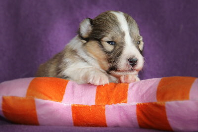 U3-5 vom Affinger Bach, 2 Wochen alt