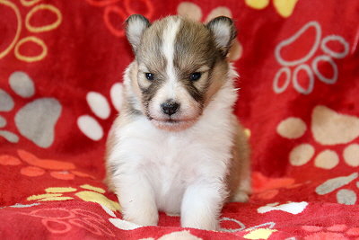 Urielle vom Affinger Bach, 3 Wochen alt