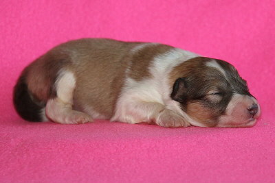 U3-6 vom Affinger Bach, 1 Woche alt