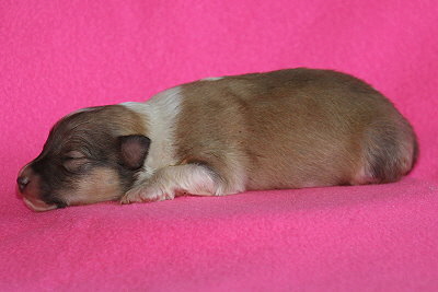 U3-6 vom Affinger Bach, 1 Woche alt