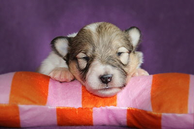 U3-6 vom Affinger Bach, 2 Wochen alt