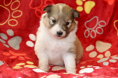 Usephine vom Affinger Bach, 3 Wochen alt