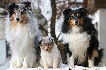 Vlocke vom Affinger Bach mit Papa Eros und Mama Xera