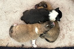 L4-Wurf vom Berghof Engelsbrand, 1 Tag alt