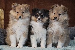 L4-Wurf vom Berghof Engelsbrand, 8 Wochen alt