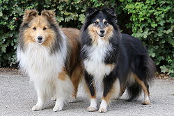 Die Eltern vom Mount Heaven H-Wurf, Bailey und Holly