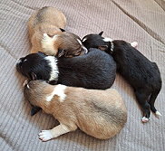 B-Wurf vom friedlichen Berg, 1 Woche alt