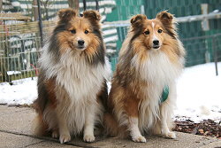Die E�tern vom N-Wurf of Plush Power, Bailey und Cata
