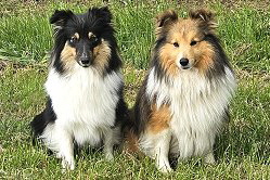 Die Eltern vom Trust in me C2-Wurf: Hennie und Bailey