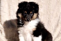 Trust in me Cle du Bonheur, 8 Wochen alt