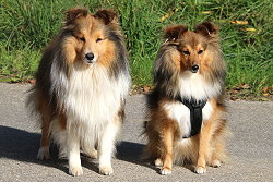 Die stolzen Eltern vom J-Wurf vom Essigberg: Bailey und Ida