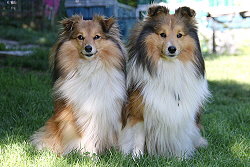 Die Eltern vom T3-Wurf vom Affinger Bach, Nala und Bailey