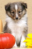Tollkhner Thor vom Affinger Bach, 6 Wochen alt