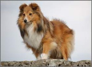 Zuchthndin Ilka vom Affinger Bach