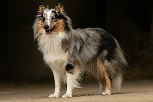 Zuchthndin Caribic vom Affinger Bach 