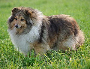 Zuchthndin Catinka vom Affinger Bach