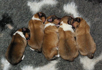 H2-Wurf 24 Stunden alt