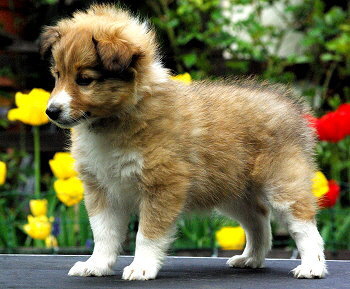 Hilani vom Affinger Bach