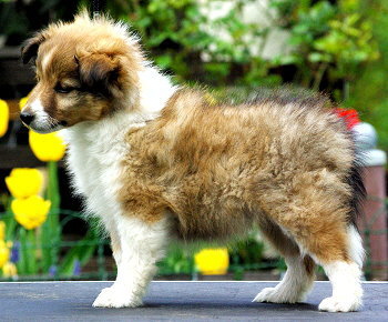 Haidee vom Affinger Bach