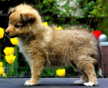 Haakon vom Affinger Bach