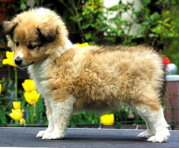 Holly vom Affinger Bach