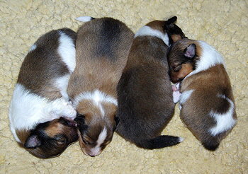 K2-Wurf vom Affinger Bach, 10 Tage alt