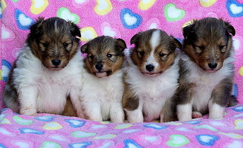 K2-Wurf vom Affinger Bach, 3 Wochen alt